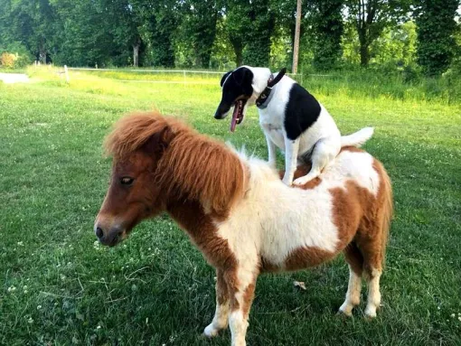 Les 17 et 18 Octobre, concours de saut d’obstacles poney et club au centre équestre le Galop Tricastin, La Villa Tria Castella vous accueille, Saint-Paul-Trois-Châteaux, La Villa Tria Castella