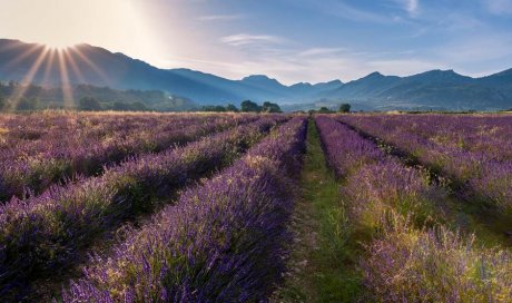 La Villa Tria Castella Saint-Paul-Trois-Châteaux - Visite des champs de lavande en Drôme provençale